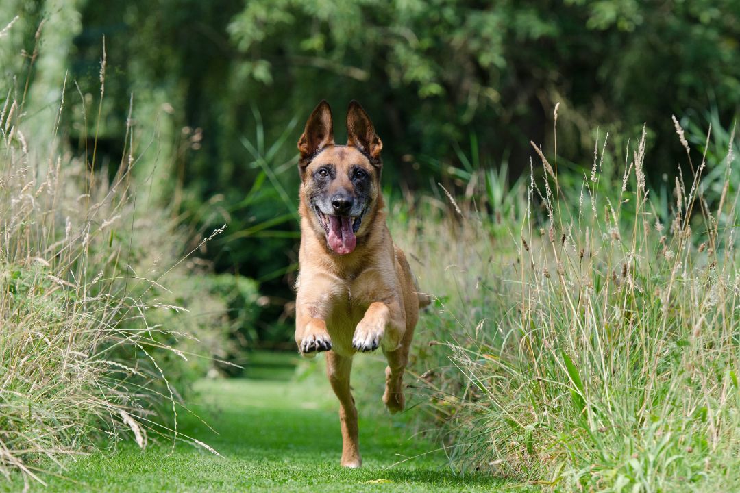Comment muscler son chien malinois ?